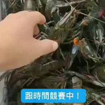 小龙虾