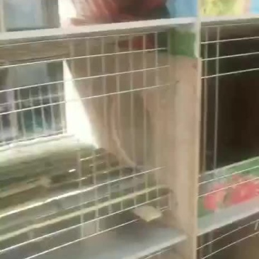 兔笼