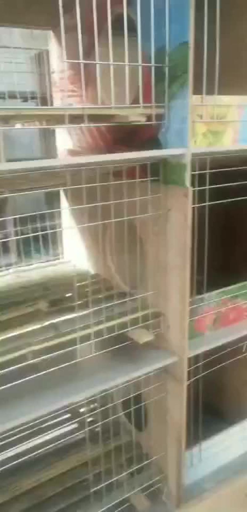 兔笼