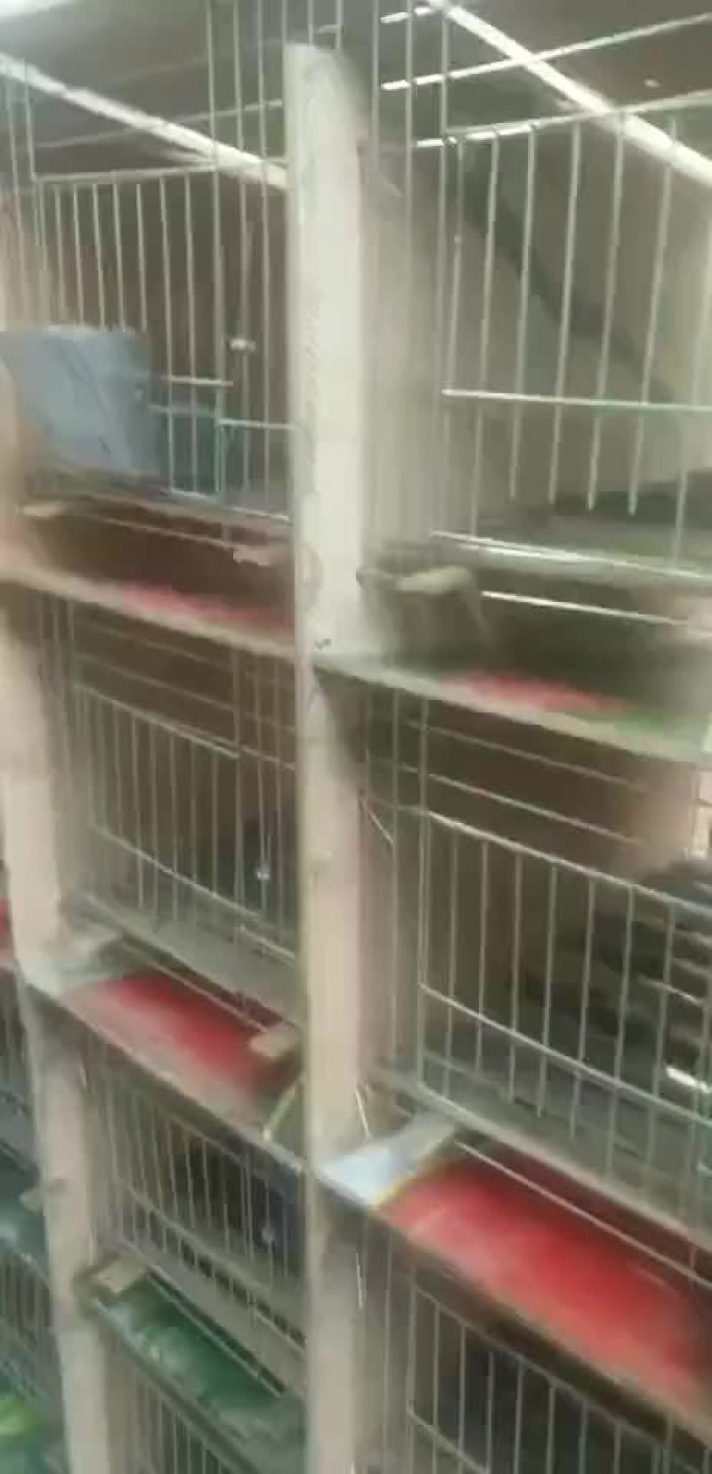 兔笼