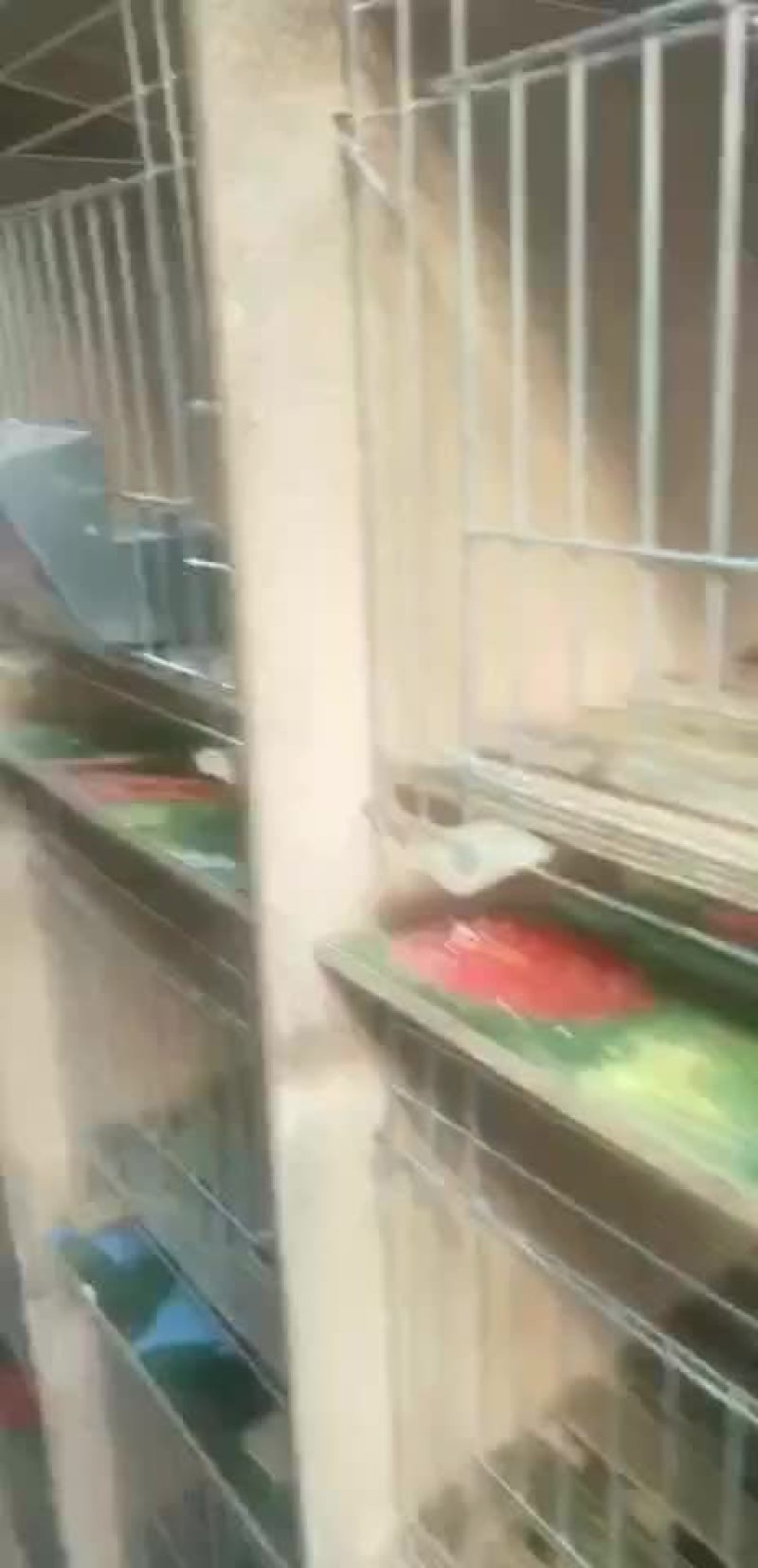 兔笼