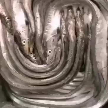 带鱼