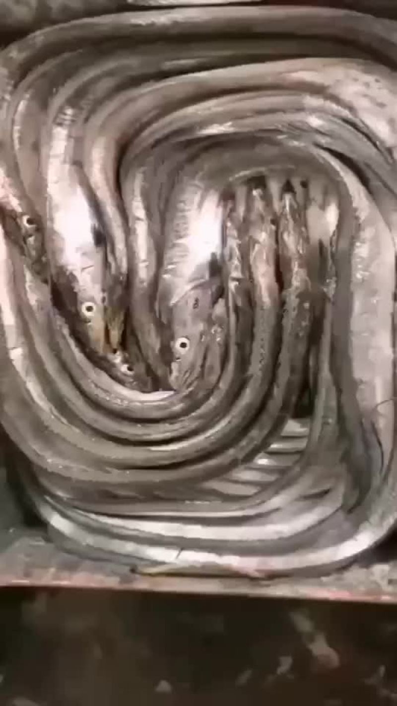带鱼