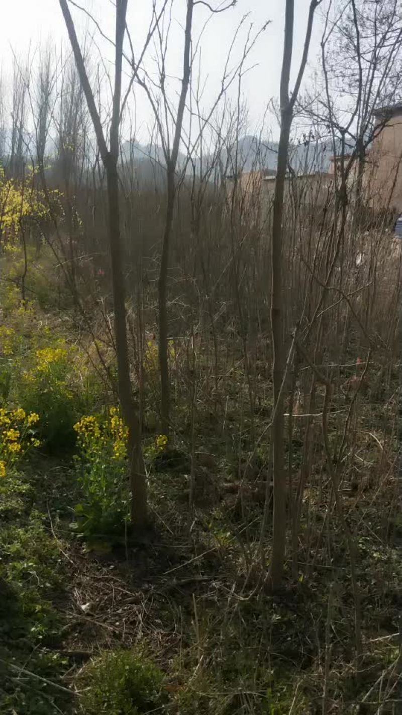 北栾树