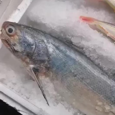 大马友，大白鲳，钓口金丝，