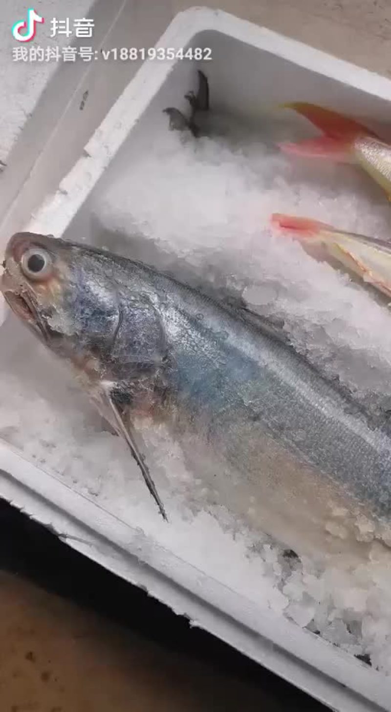 大马友，大白鲳，钓口金丝，