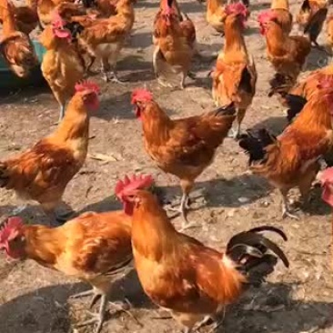 红冠乌皮土鸡脱温鸡公鸡母鸡