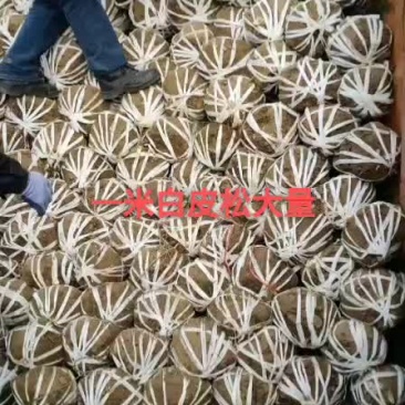 白皮松八十公分到一米以上