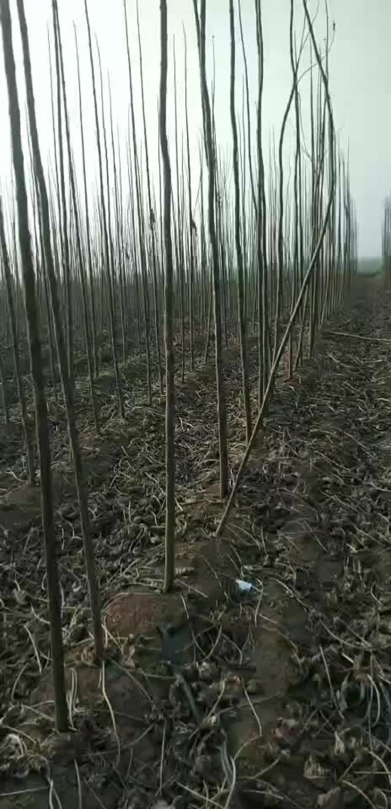 楸树