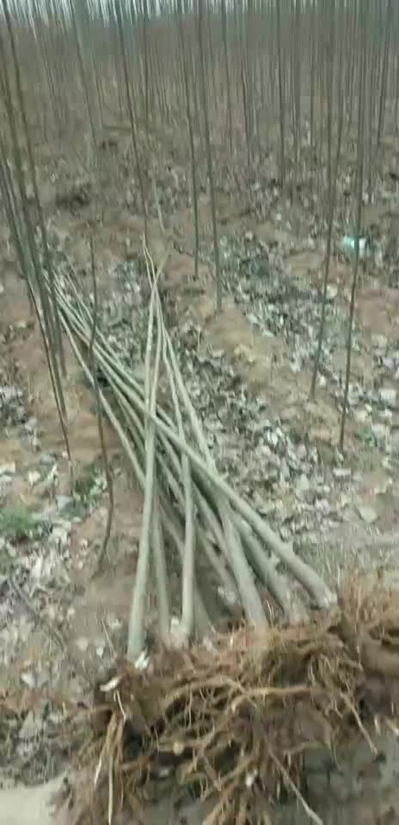 楸树