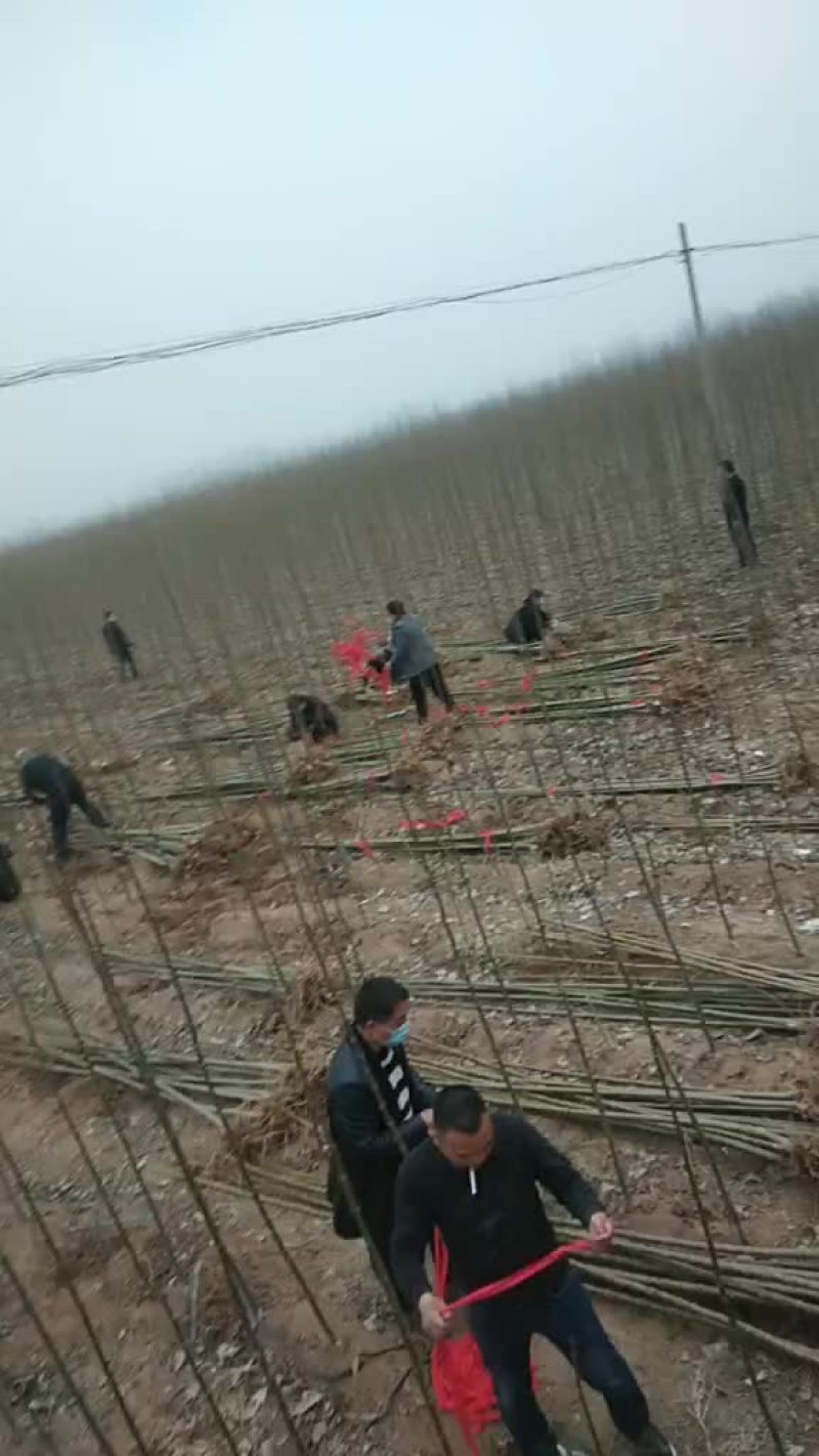楸树