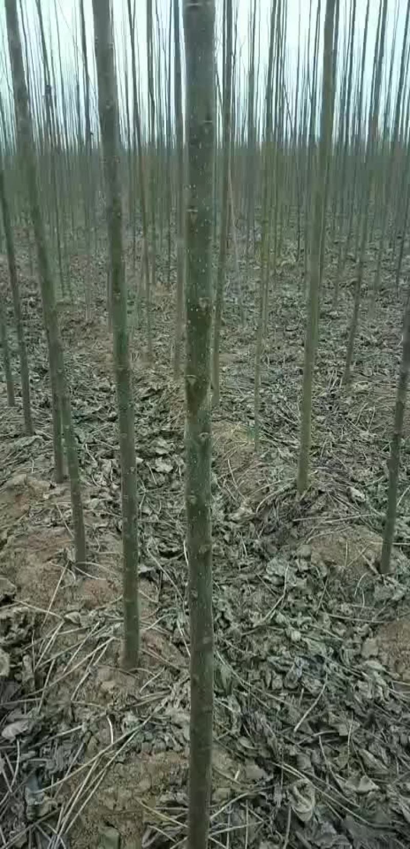 楸树