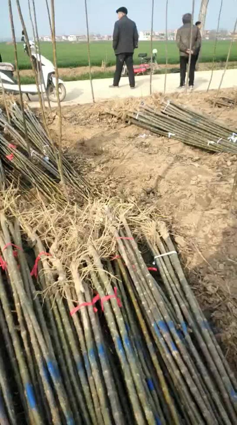 楸树