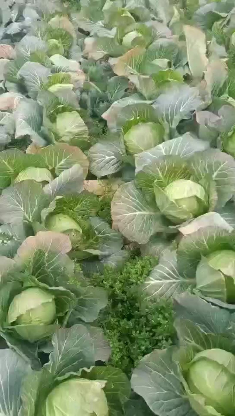 包菜