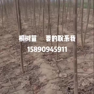 桐苗