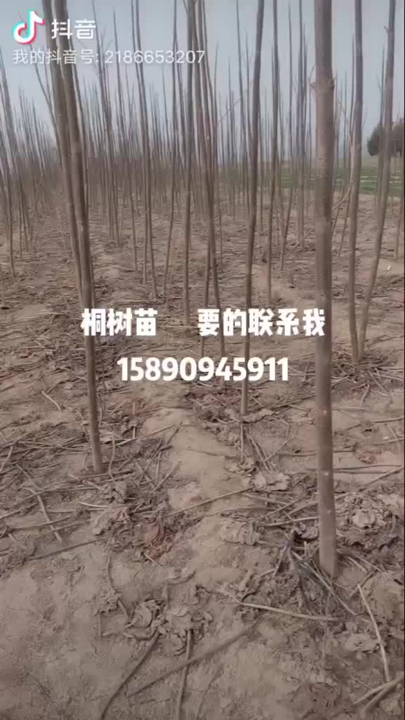 桐苗