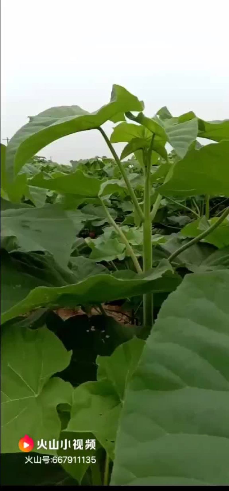 桐苗