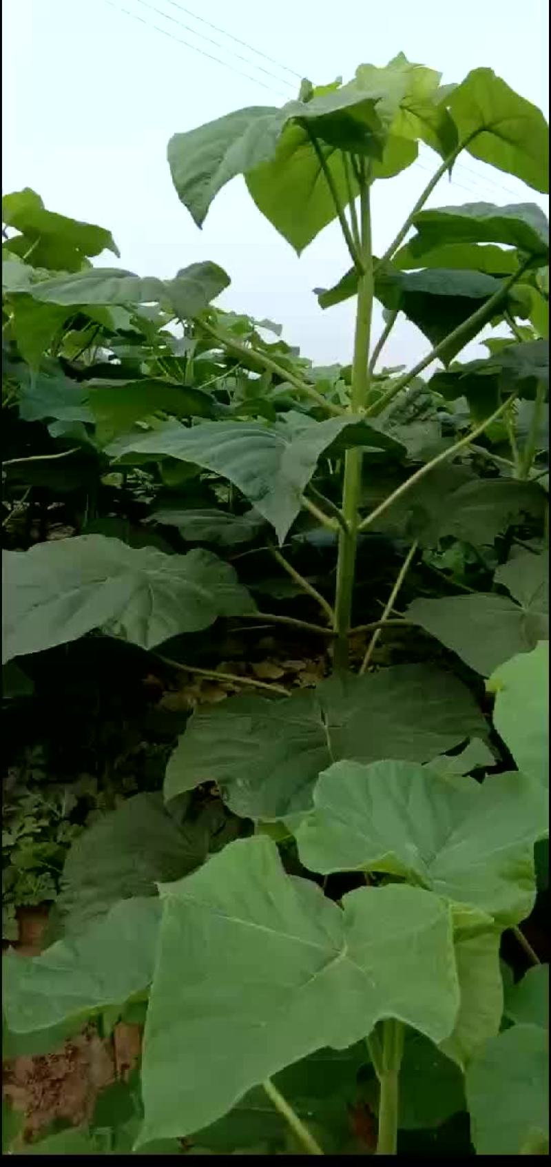 桐苗