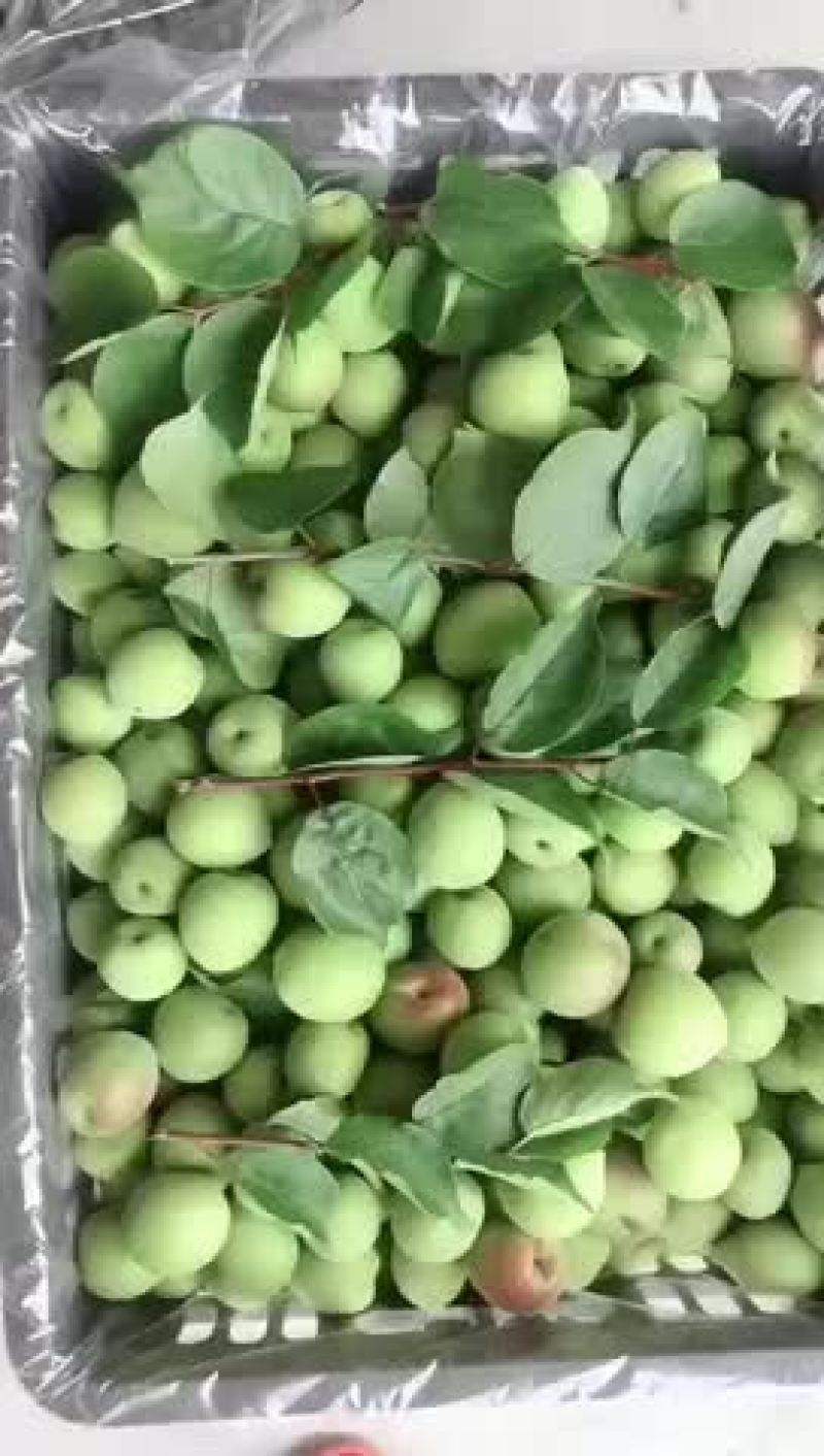 大青梅，红心白梅，白梅子