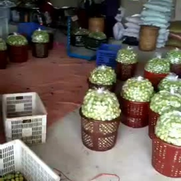 大青梅，红心白梅，白梅子