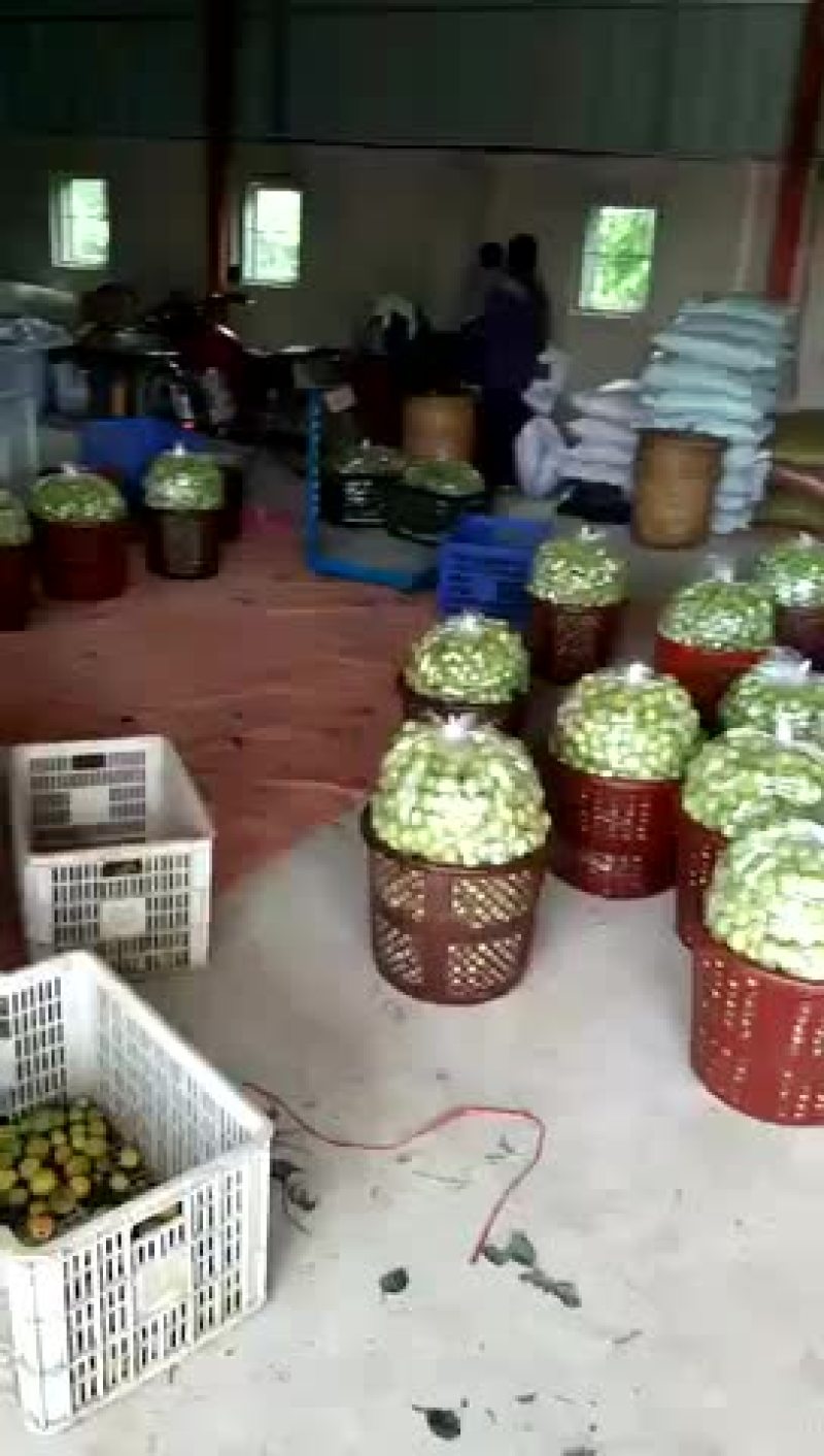 大青梅，红心白梅，白梅子