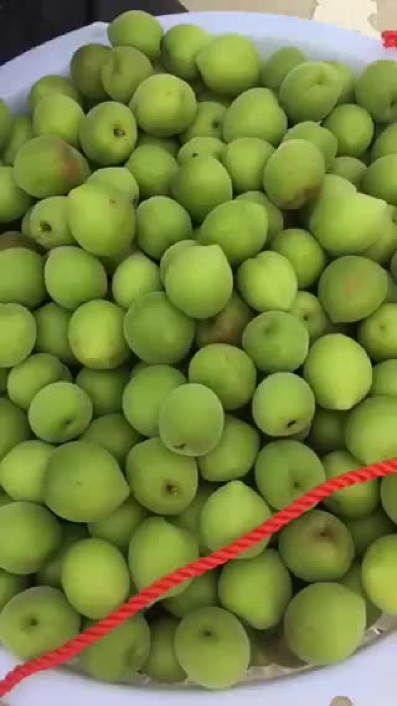 大青梅，红心白梅，白梅子