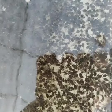 牛蛙苗