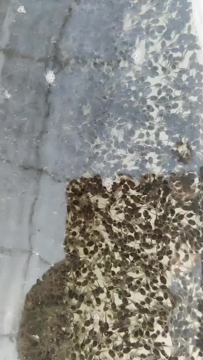 牛蛙苗