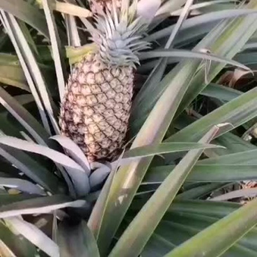 凤梨香水菠萝。。。。。。。。。。。。。