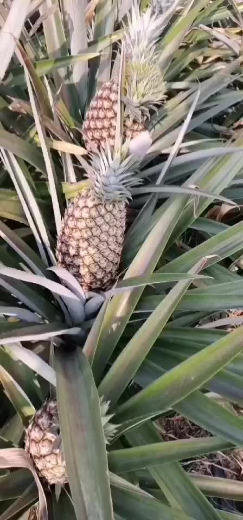 凤梨香水菠萝。。。。。。。。。。。。。