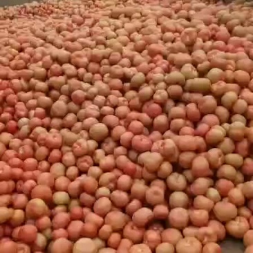 沙漠大棚种植
