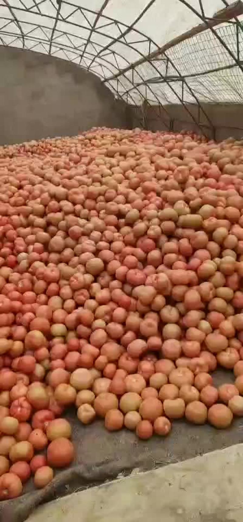 沙漠大棚种植