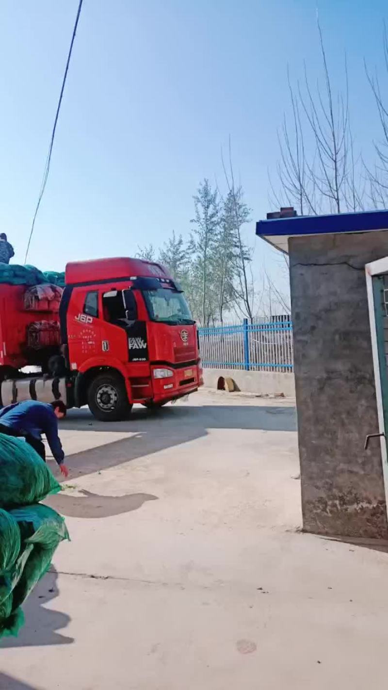 脱水香菜装车中