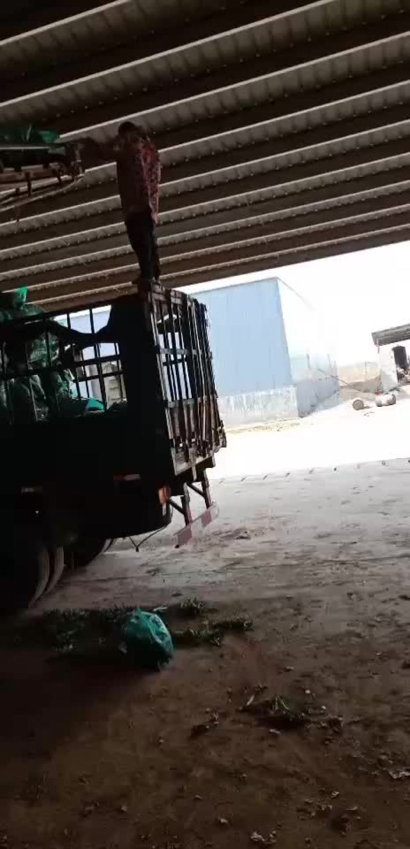 脱水香菜装车中