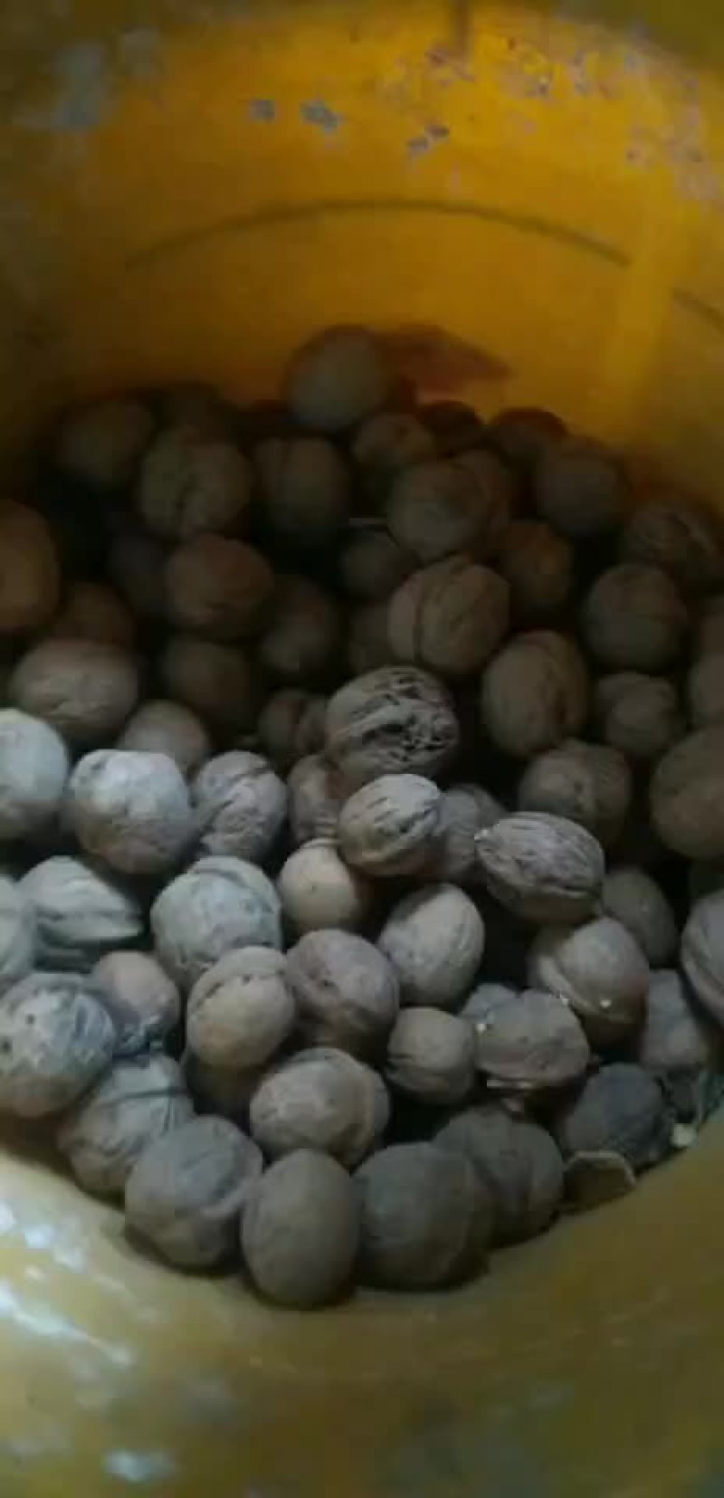 核桃
