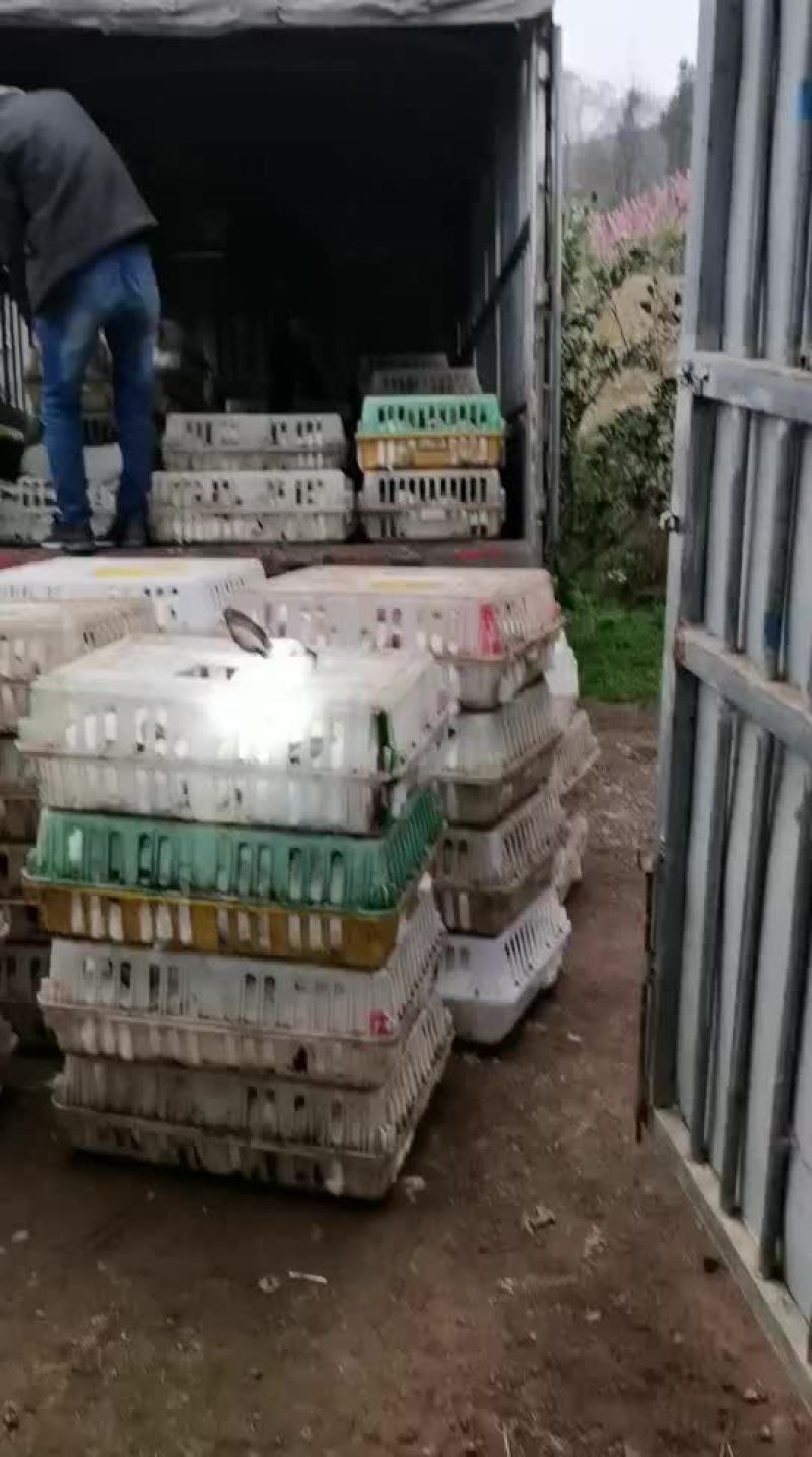 肉兔