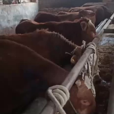 精品牛犊