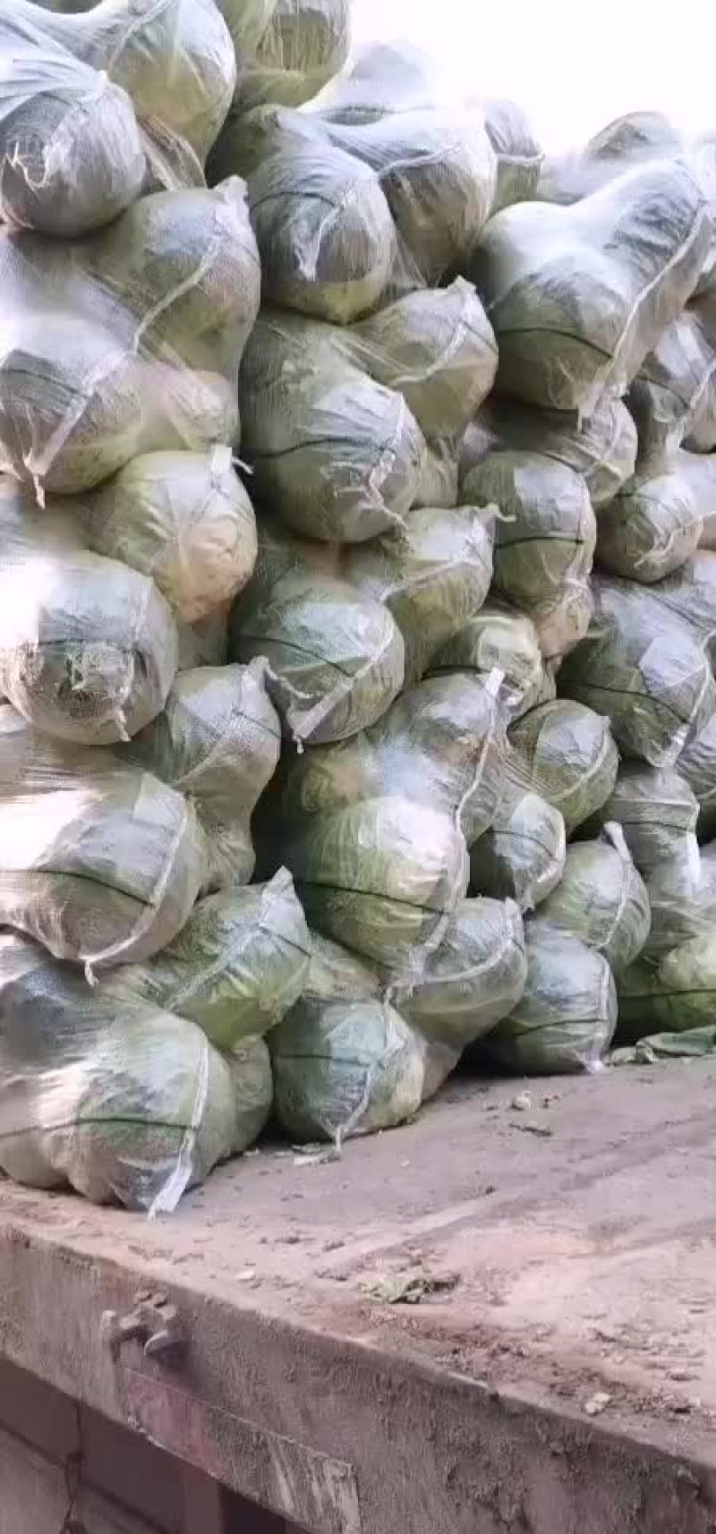 甘蓝