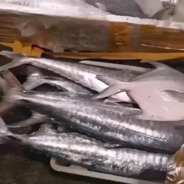 深海马鲛鱼，金昌鱼