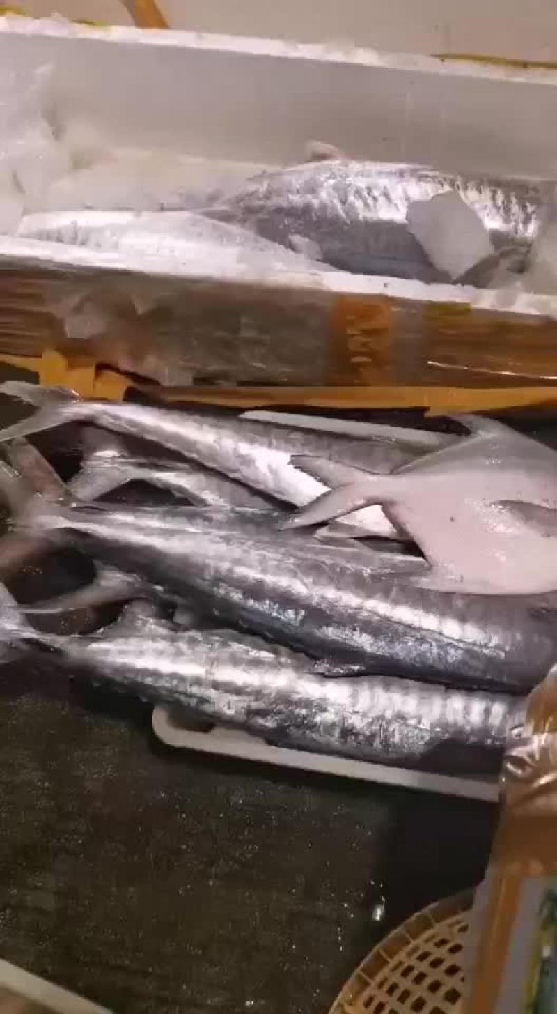 深海马鲛鱼，金昌鱼