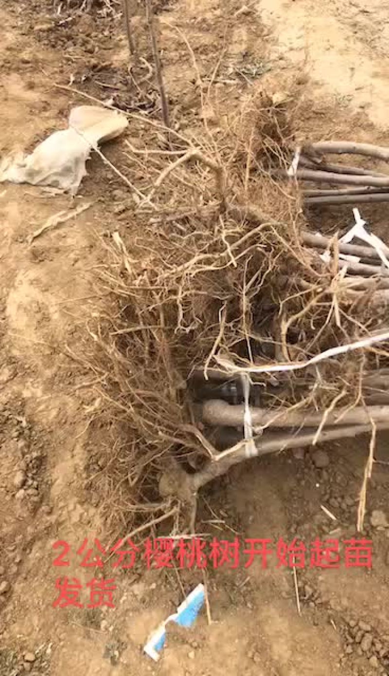 2公分樱桃苗