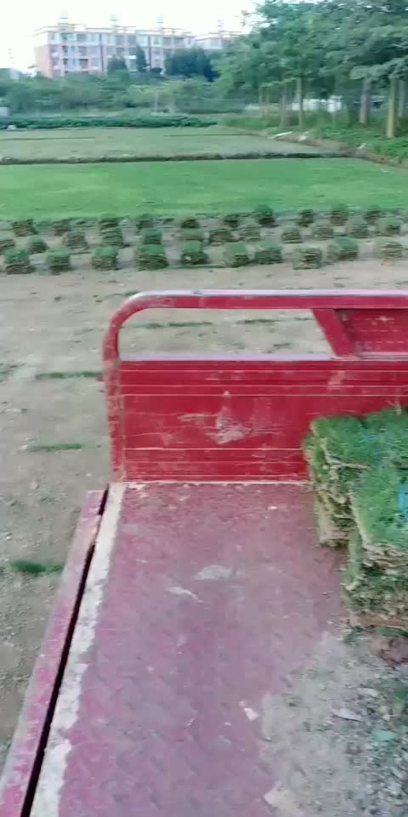 马尼拉草
