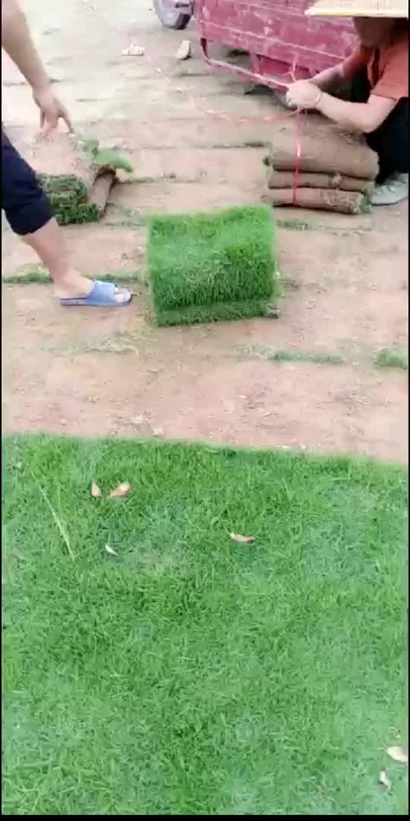 马尼拉草