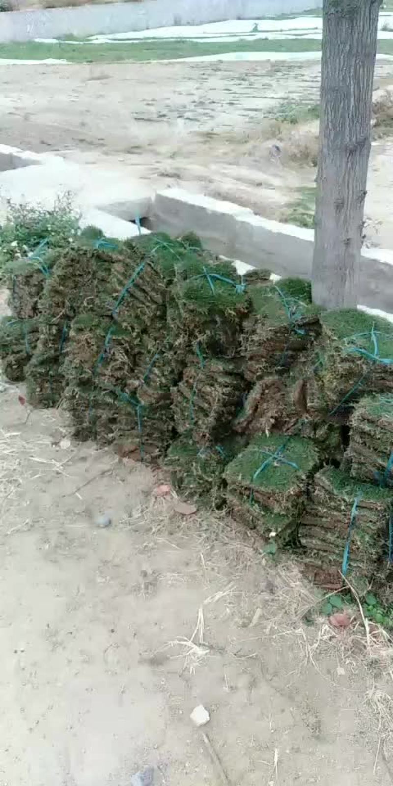 马尼拉草