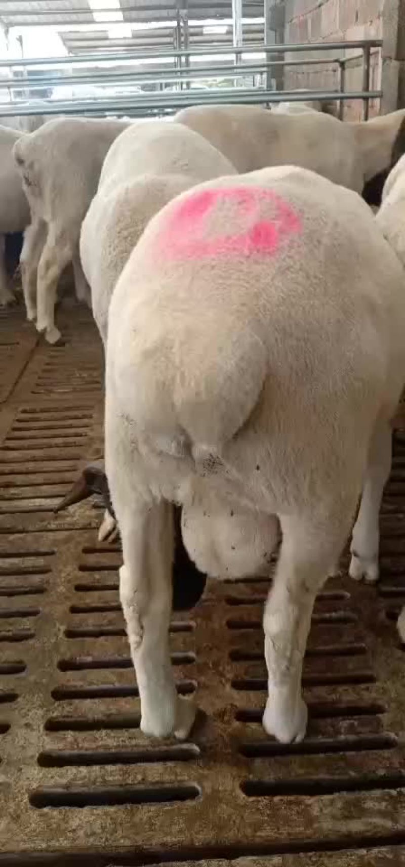 澳洲白杜波萨福克