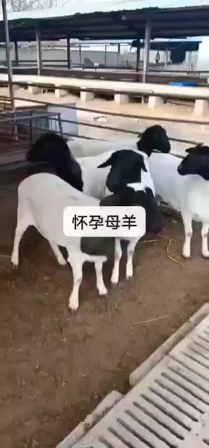 澳洲白杜波萨福克