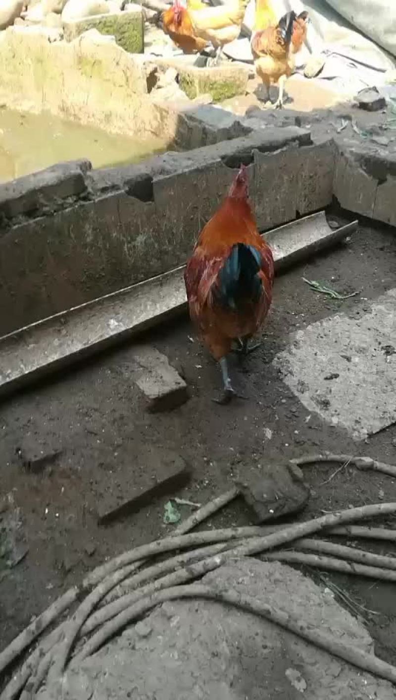 乌肉鸡