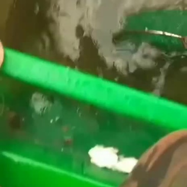 黄翅鱼