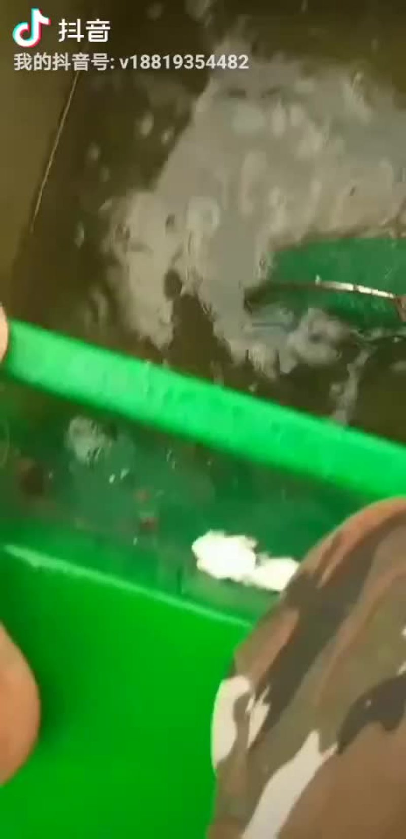 黄翅鱼