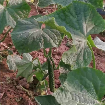 黄瓜大量上市，专业合作社大量供应